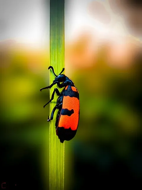 Free Insect Cockroach photo and picture