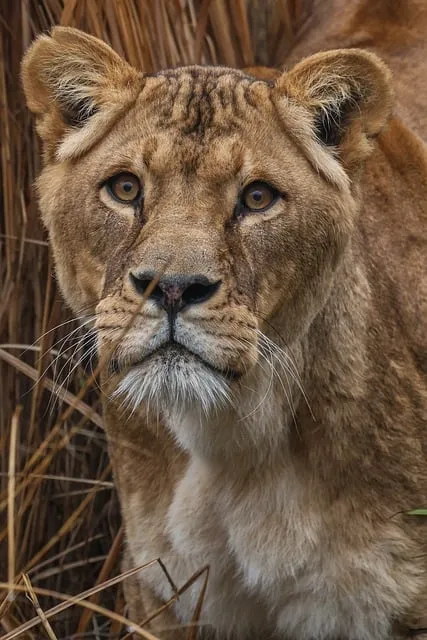 Free Lion Nature photo and picture