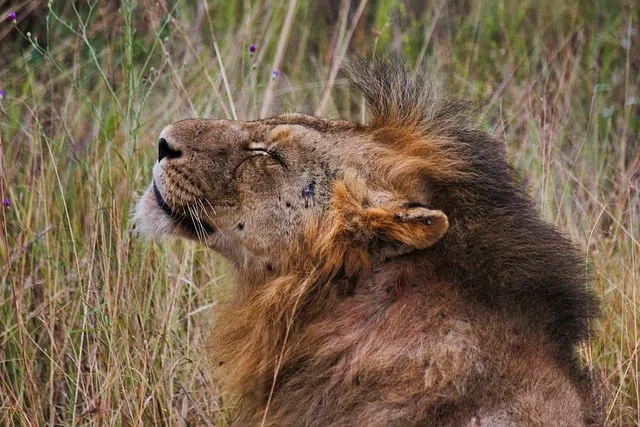 Free Lion Nature photo and picture