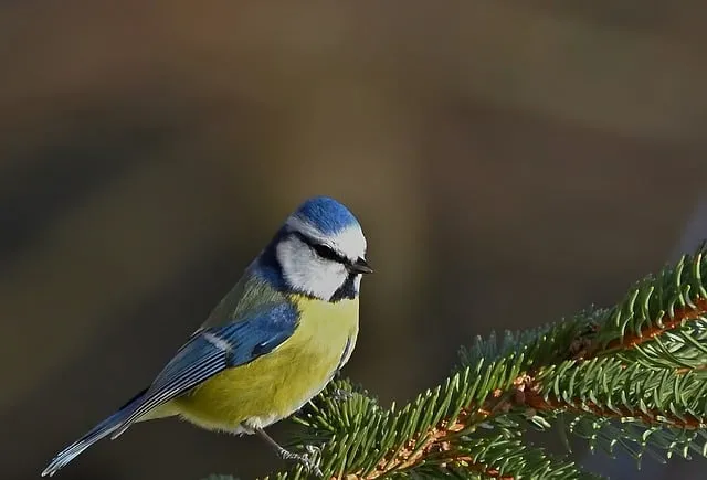 Free Blue Tit Bird photo and picture