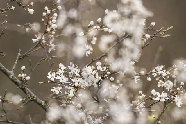 Free Sloe Blossoms Spring photo and picture