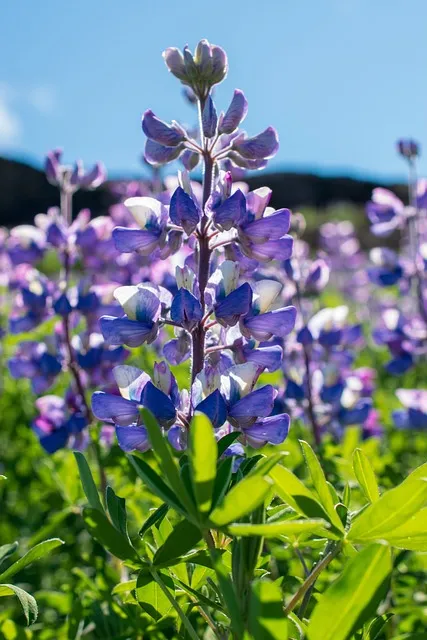 Free Lupine Flower photo and picture