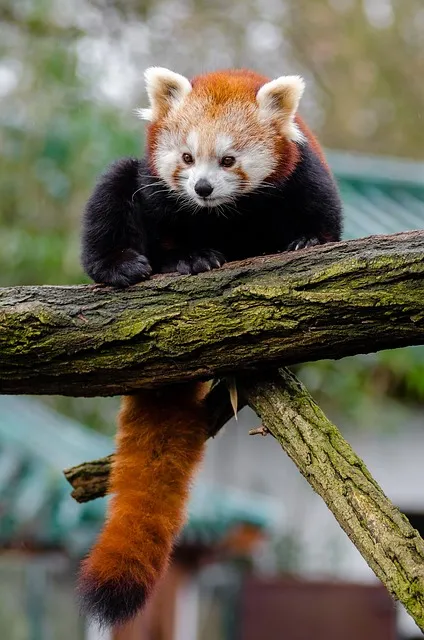 Free Red Panda Mobile Wallpaper 4K photo and picture