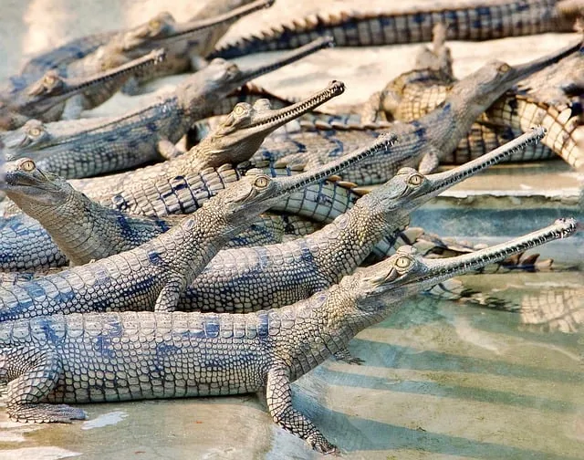 Free Gharial Crocodile photo and picture
