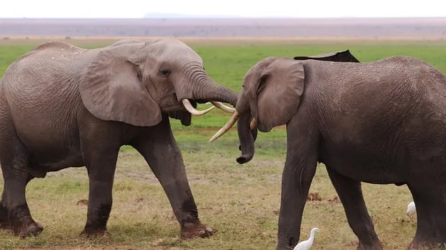 Free Elephant Africa photo and picture