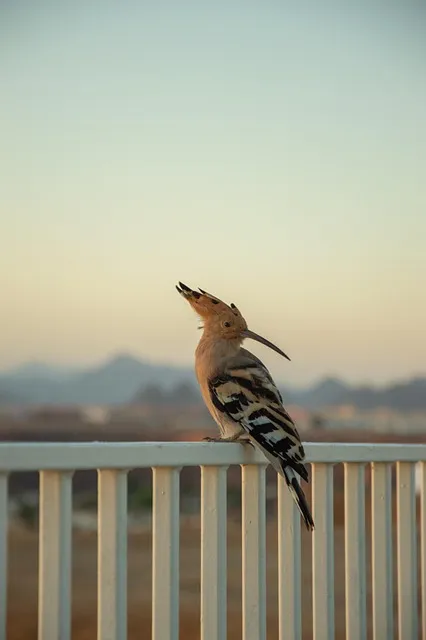 Free Bird Hoopoe photo and picture
