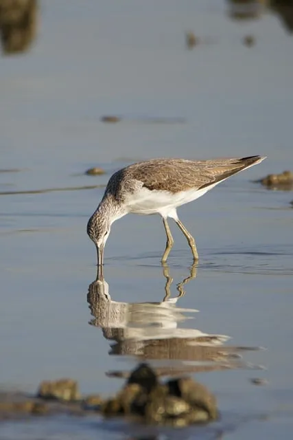 Free Marsh Sandpiper Snipe photo and picture
