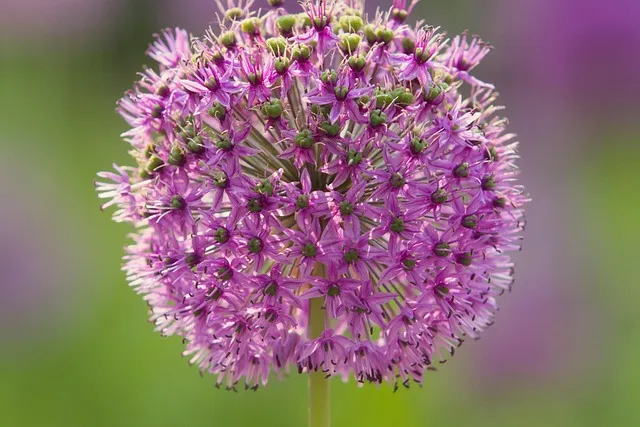 Free Purple Flower Flower photo and picture