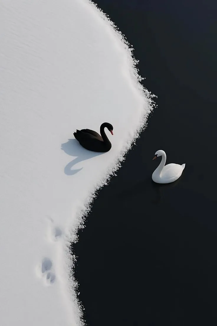 two black and white swans swimming in the snow next to each other on a lake