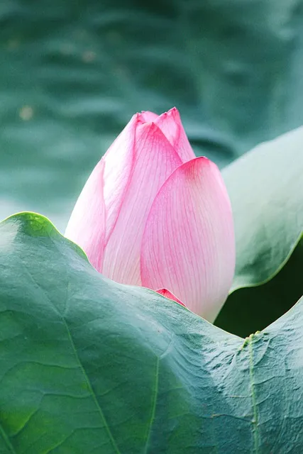 Free Lotus Flower Wallpaper photo and picture