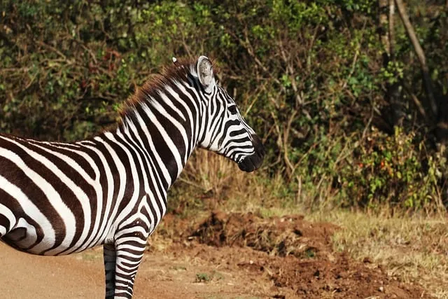 Free Zebra Nature photo and picture