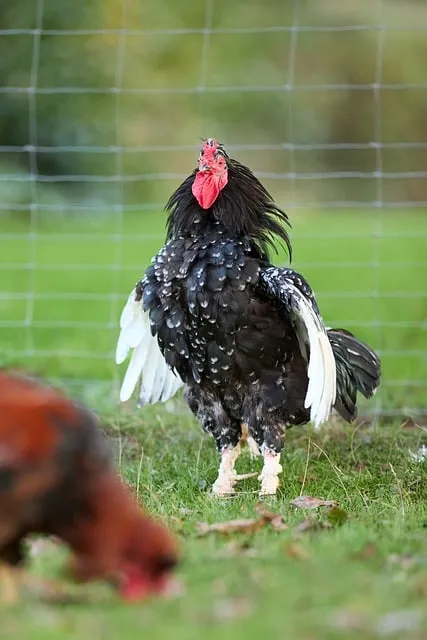 Free Haan Chicken photo and picture