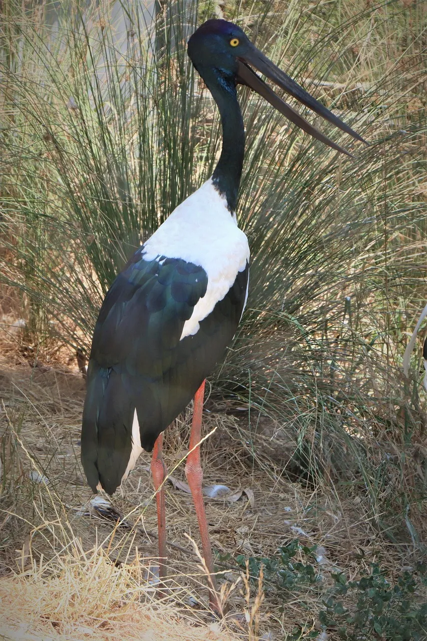 Free Black-Necked Stork Jabiru photo and picture