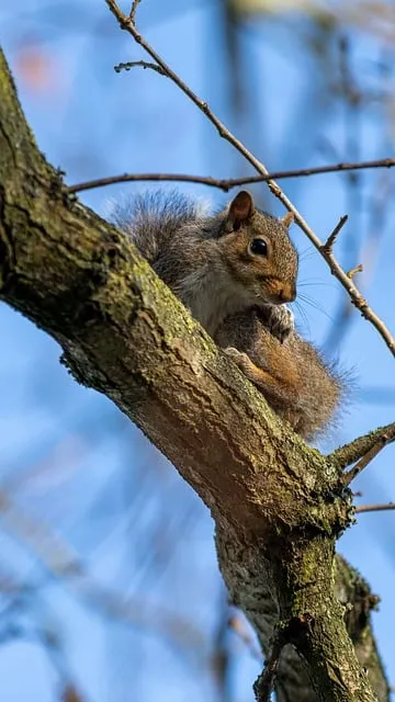 Free Squirrel Branch photo and picture
