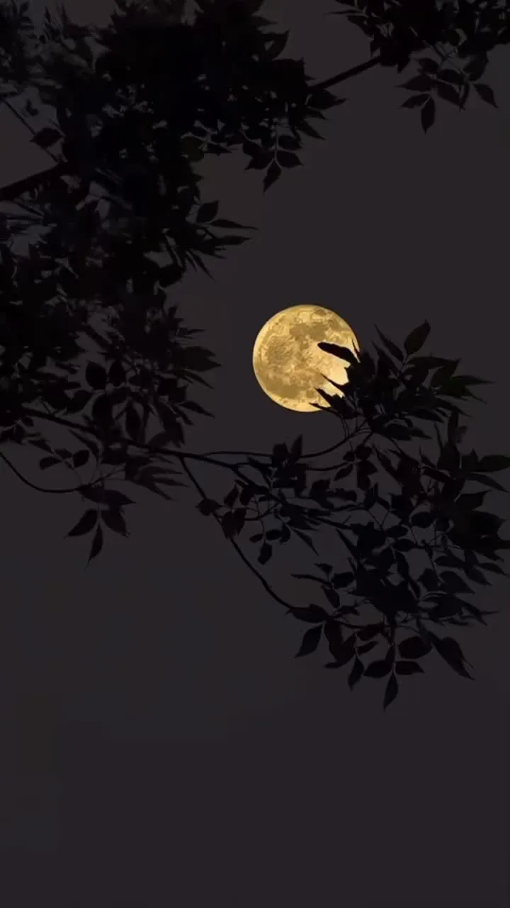 the full moon is seen through some trees
