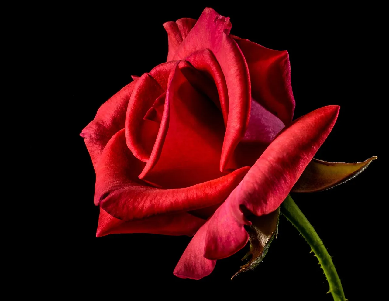 Free Rose Flower photo and picture