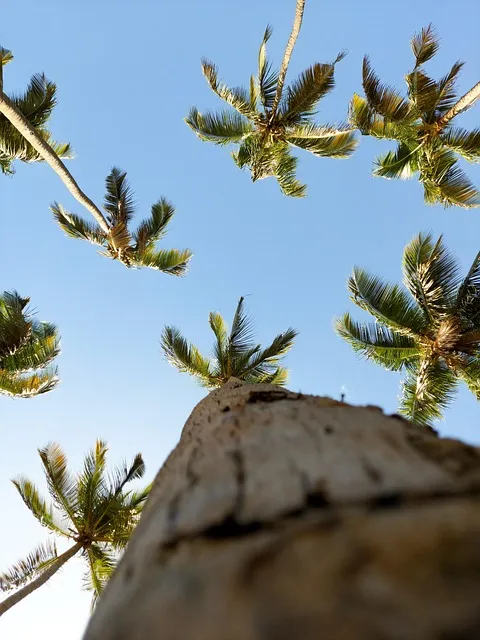 Free Coconut Trees Trees photo and picture