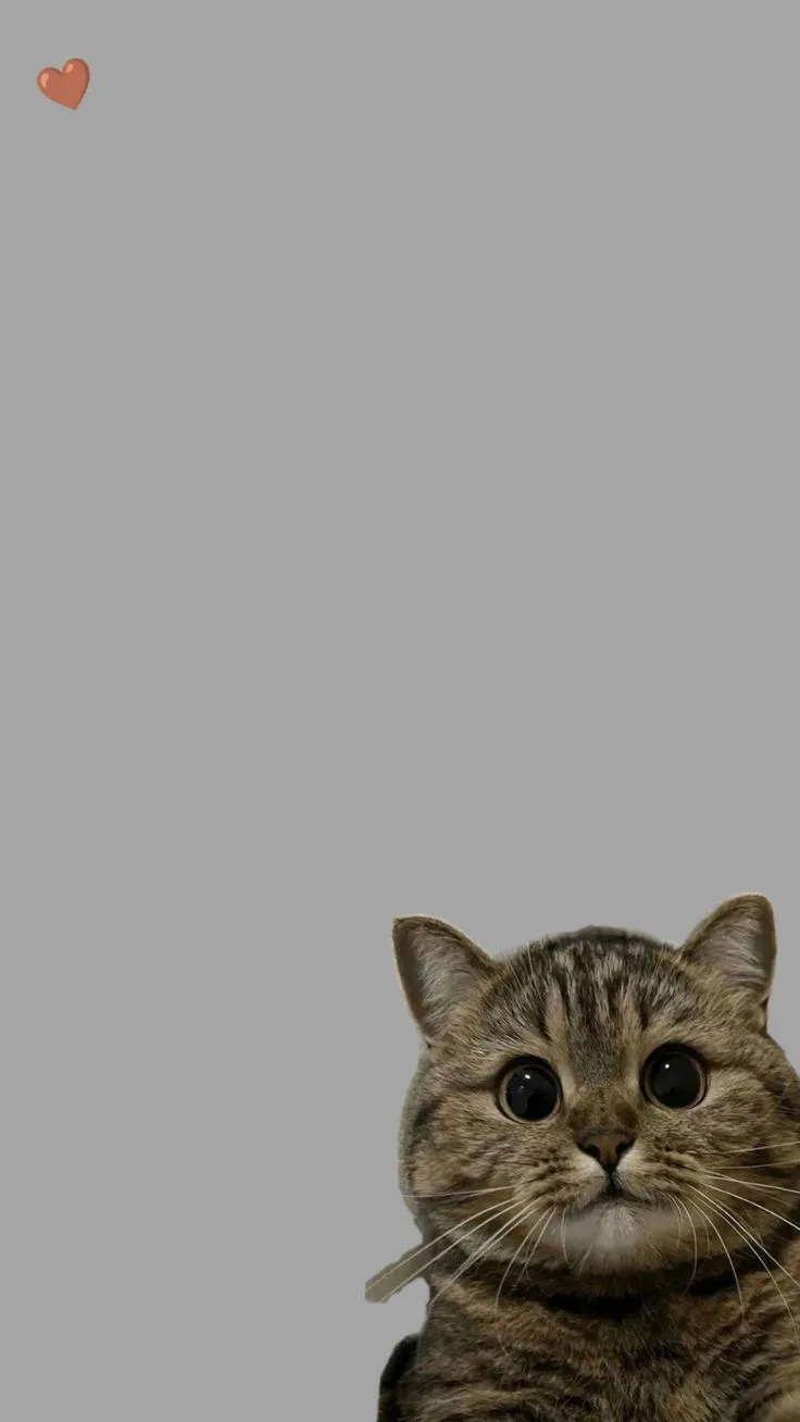 a cat sitting on top of a table next to an orange object in the air