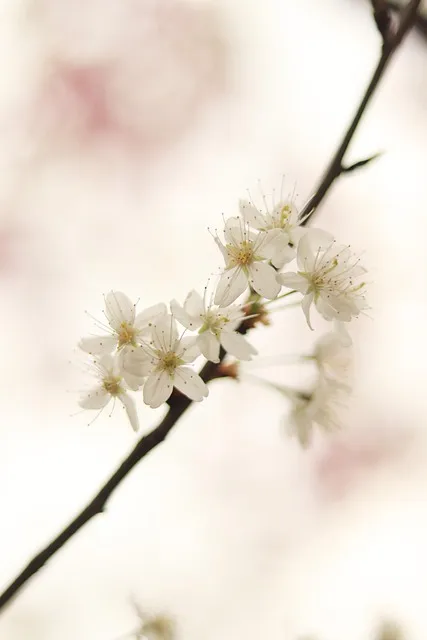 Free Wallpaper Iphone Wallpaper photo and picture