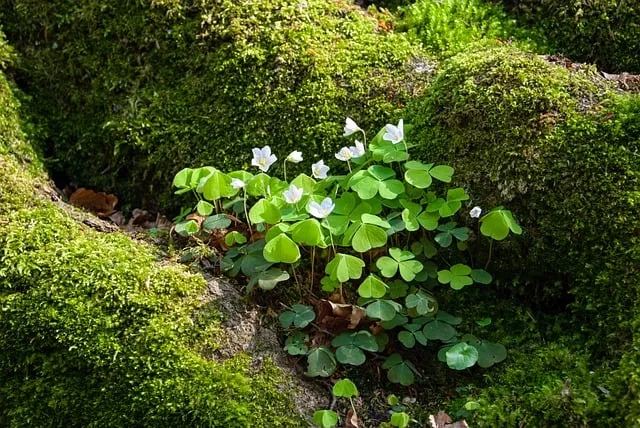 Free Plant Nature photo and picture