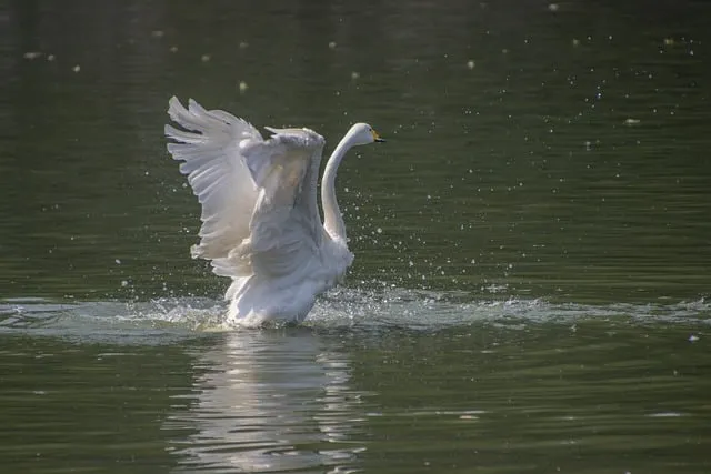 Free White Swan Swan photo and picture