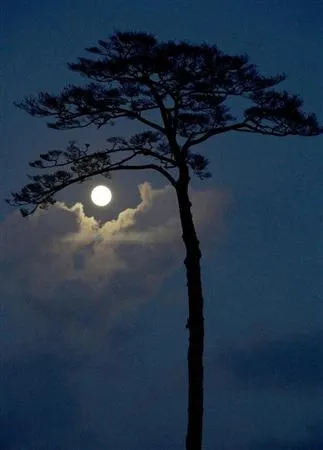 the moon is setting behind a tall tree