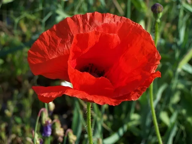 Free Poppy Nature photo and picture