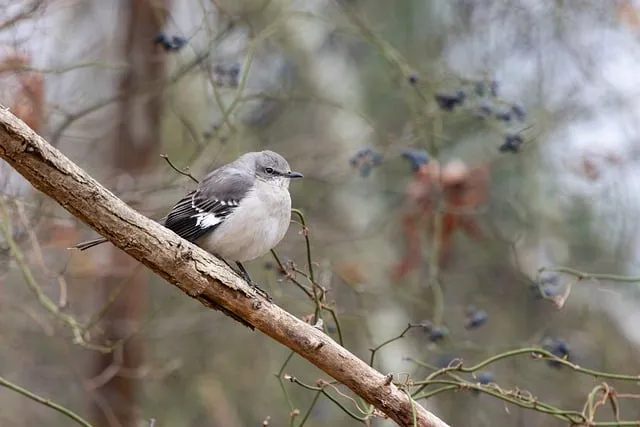 Free Mockingbird Berries photo and picture