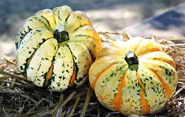 Free Pumpkins Gourds photo and picture