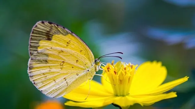 Free Butterfly Insect photo and picture