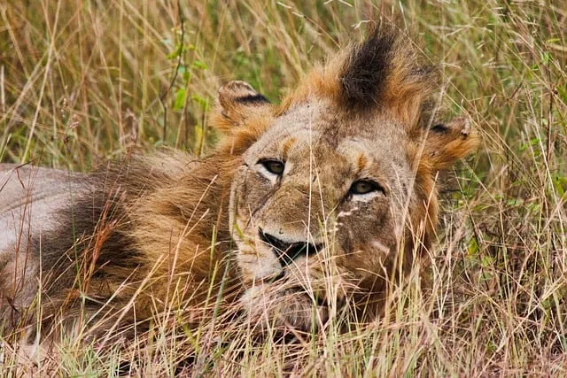 Free Lion Nature photo and picture