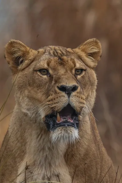 Free Lion Nature photo and picture