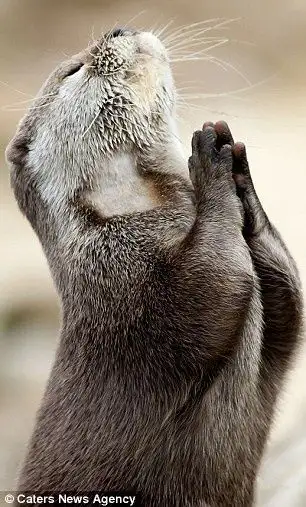Dear God, please bring me a fish! Otter looks to the heavens and 'prays for food'