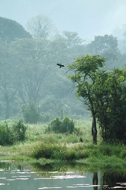 Free Kerala India photo and picture