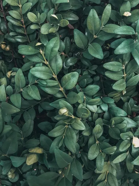 Free Green Greens photo and picture