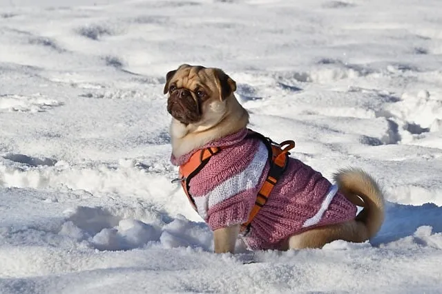 Free Pug Snow photo and picture