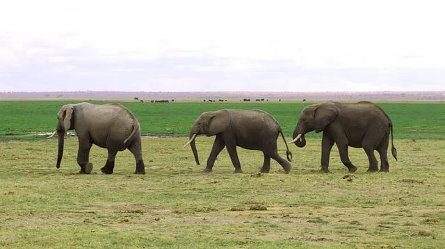 Free Africa Kenya photo and picture