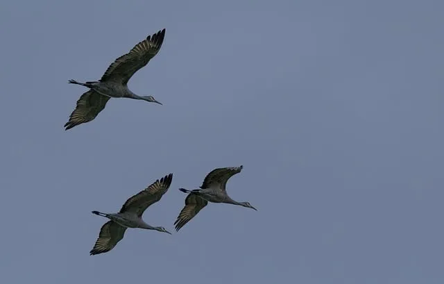Free Cranes Birds photo and picture