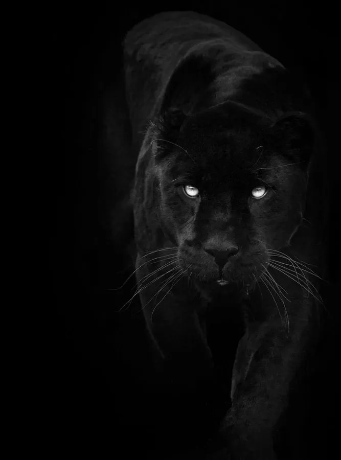 Black-Noir-Zwart-Nero-Negro