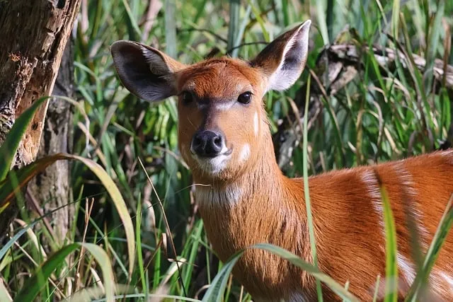 Free Sitatunga Antelope photo and picture