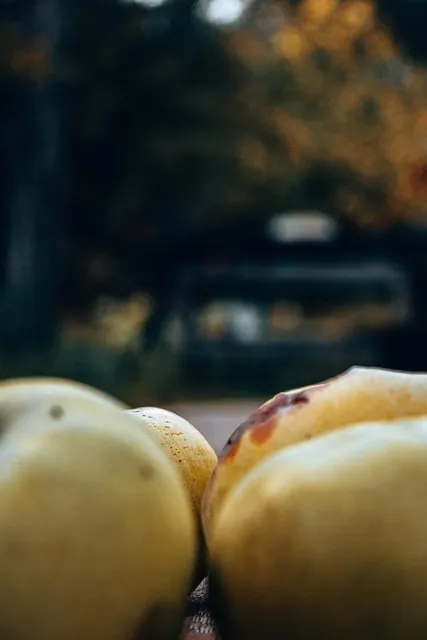 Free Apples Fruits photo and picture