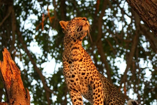 Free Leopard Tree photo and picture