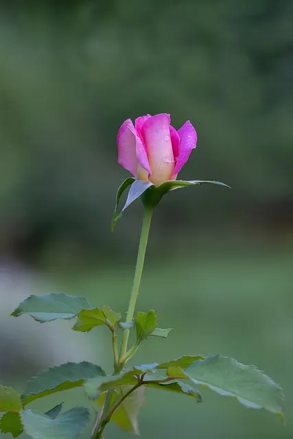 Free Flowers Phone Wallpaper photo and picture