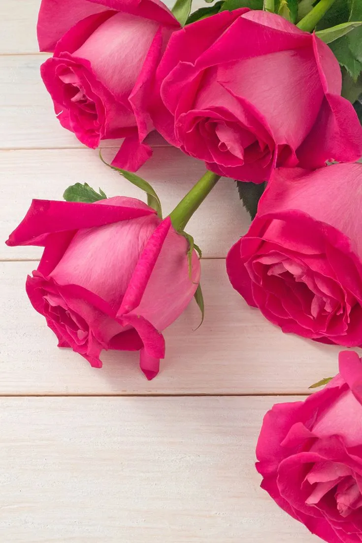 Hybrid tea pink roses