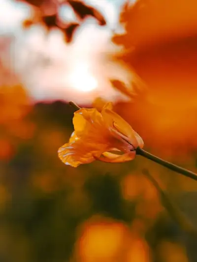 Free Flower Flower Wallpaper photo and picture