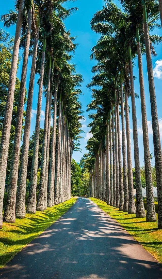 Palm trees and road iPhone wallpaper