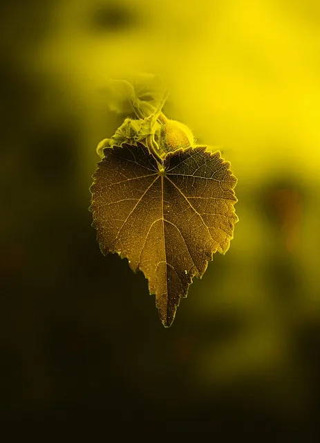 Free Leaves Beautiful Wallpaper photo and picture