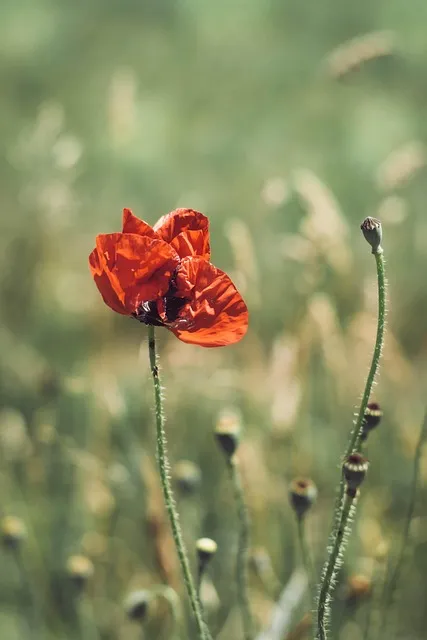 Free Poppy Flower photo and picture
