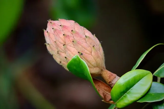 Free Magnolia Bud photo and picture
