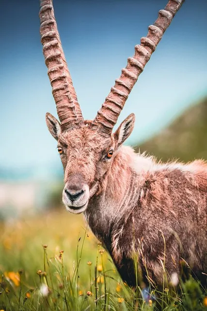 Free Capricorn Ibexes photo and picture